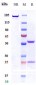 Anti-c-RET Reference Antibody (Regeneron patent anti-RET)